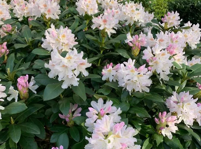 Ferienhaus Timeout-breda