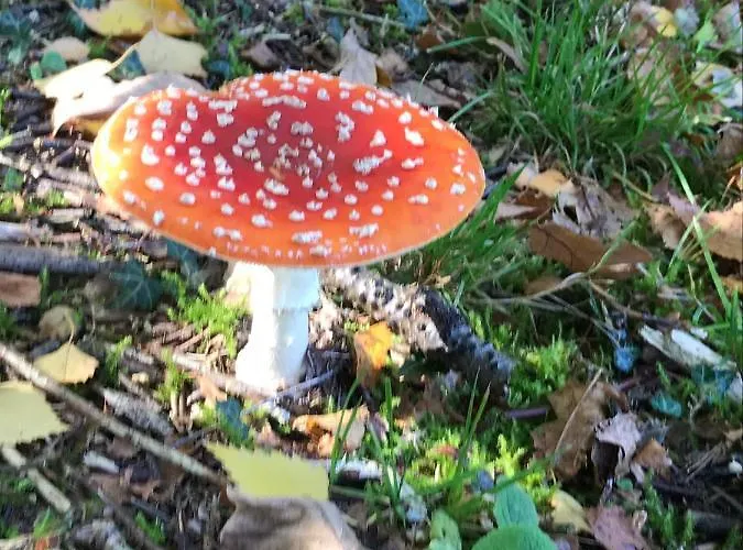 Timeout-breda Ferienhaus *