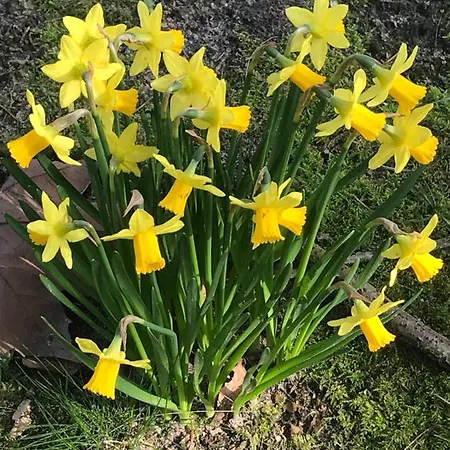 布雷达泰姆奥特住宿加早餐旅馆 度假居
