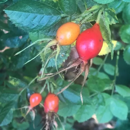 度假居 布雷达泰姆奥特住宿加早餐旅馆 *