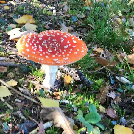 布雷达泰姆奥特住宿加早餐旅馆 度假居 *